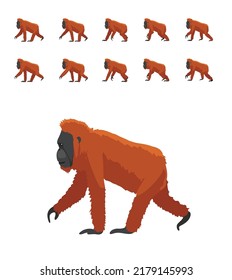 Animal Animation Primate Ape Orangutan Walking Frame Sequence Cute Cartoon Vector Illustration