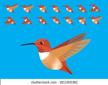 Animal Animation Sequence Bird Flying Rufous Hummingbird Cartoon Vector