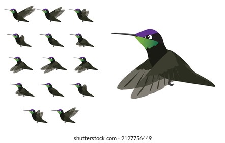 Animal Animation Sequence Bird Flying Magnificent Hummingbird Cartoon Vector