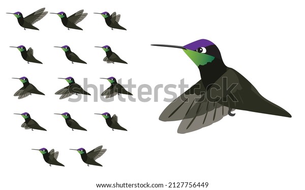 Animal Animation Sequence Bird Flying Magnificent\
Hummingbird Cartoon\
Vector