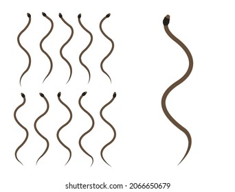Secuencia de animación animal: Vector de dibujos animados de serpiente marrón de DeKay