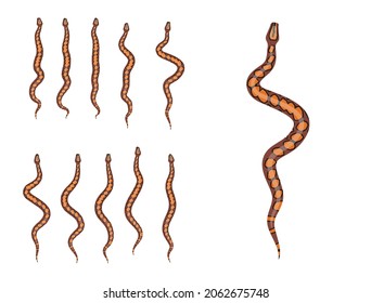 Animal Animation Sequence Rainbow Boa Cartoon Vector