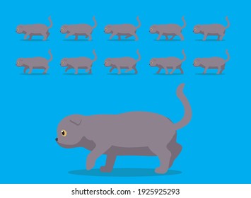 Animal Animation Sequence Scottish Fold Cat Cartoon Vector