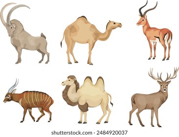 Tier, Antilope, Gazelle, Reh,
Großen große Tiere, buckeliges Kamel, Kamel zwei
 Tumor, Cephalophus zebra, Bovidae, Artiodactyla.