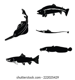 animal, aqua