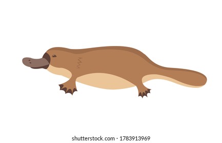 Animal Australia platypus in flat style isolated on white background. Stock vector illustration.