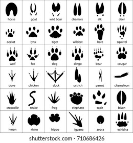 動物の足跡 白鳥の足跡 ラマ ロバ 猫 フクロウ 犬 ネズミ ハト ゼブラの手は 分離型ベクター画像セットを印刷します のベクター画像素材 ロイヤリティフリー Shutterstock