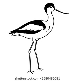 Animal avocet vector on white background.