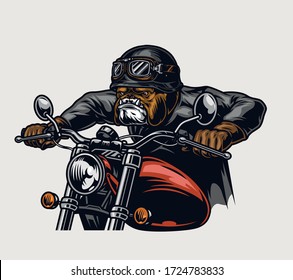 Animal biker vintage colorful concept with cruel bulldog head rider driving motorcycle isolated vector illustration