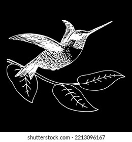 Animal Bird Ornithology Zoology Hummingbird Biology Vector