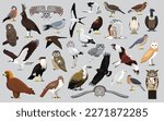 Animal Bird of Prey Eagle Hawk Kite Falcon Owl Vulture Characters Cartoon Vector