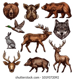 Animal and bird sketch of wild forest bear, deer and duck, wolf, reindeer and grizzly, elk, boar and hare. Carnivore and herbivore animal, water and predatory bird icon for hunting sport themes design