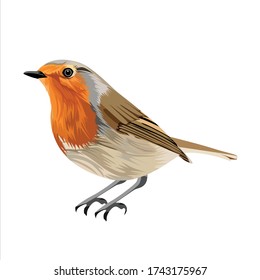 animal bird vector illustration design