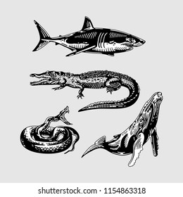 Animal Black and white Vector5