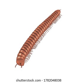 Animal Bugs centipede and Insect Design