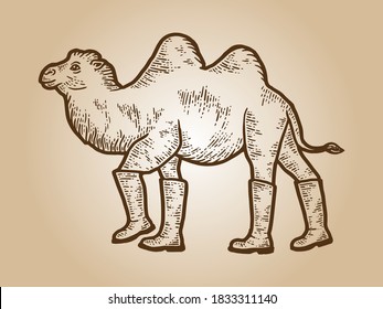 Animal camel in high boots. T-shirt apparel print design. Sepia vintage