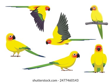 Animal Cartoon Bird Parrot Sun Conure Poses Vector Illustration