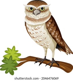 Animal cartoon character of an owl on white background illustration