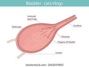 animal cat bladder vector illustration
