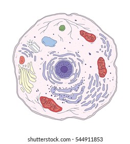 Animal Cell