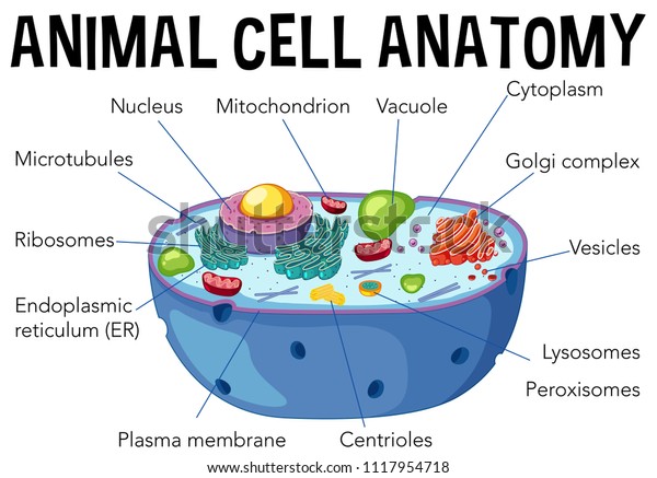 Animal cell anatomy\
diagram illustration
