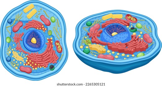 Animal Cell Anatomy Diagram Structure illustration