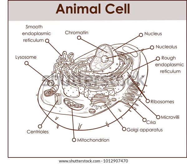 What does the golgi apparatus do in an animal cell Stock Vektor Animal Cell Anatomy Diagram Structure All Bez Autorskych Poplatku 1012907470