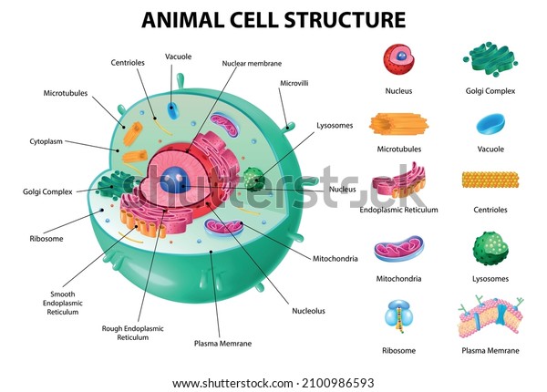 Animal\
cell anatomy infographics with detailed educative diagram and\
labelled elements realistic vector\
illustration