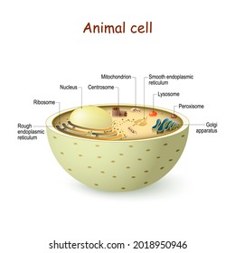 Animal Cell Anatomy Organelles Structure Eukaryotic Stock Vector ...