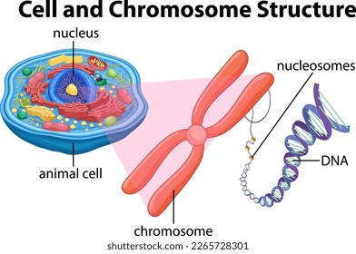 Animal Cell Anatomy Structure Diagram illustration