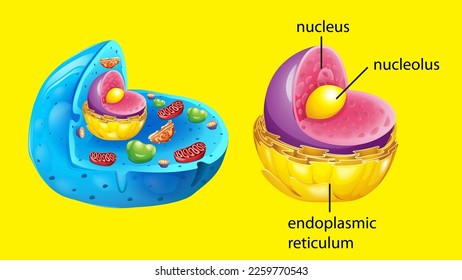 Animal cell anatomy structure illustration