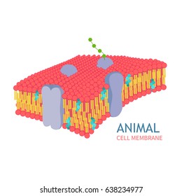 Animal Cell Anatomy structure vector illustration