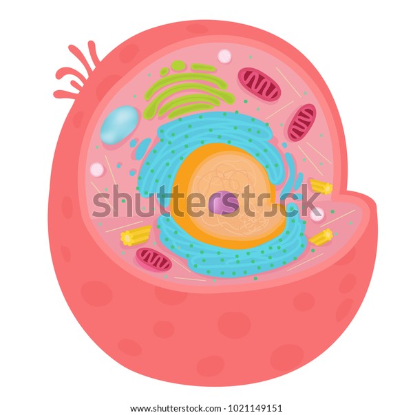 Animal Cell Diagram Stock Vector (royalty Free) 1021149151