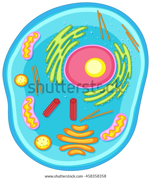 動物の細胞図 カラーイラスト のベクター画像素材 ロイヤリティフリー