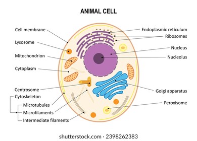 Celda animal. Diagrama. Organelles de células animales.