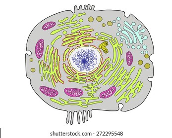 Animal Cell, Eukaryotic Cell