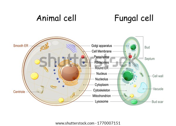 Animal cell and\
fungal (yeast) cell structure. cross section and anatomy of cell.\
Biology Chart. Vector illustration on a white background. detailed\
diagram for use in\
education