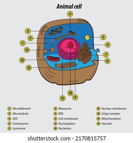 Animal Cell Labeled Diagram Vector Illustration Stock Vector (Royalty ...