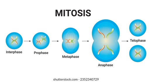 Ilustración de mitosis de células animales con cromosomas Diseño vectorial