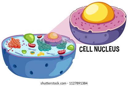 Animal Cell Nucleus on White Background illustration