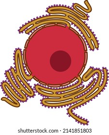 Animal cell nucleus and Rough endoplasmic reticulum (RER). Educational material for biology lesson