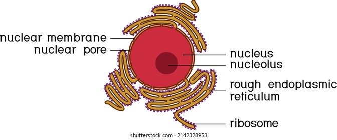 Animal cell nucleus and Rough endoplasmic reticulum (RER). Educational material for biology lesson