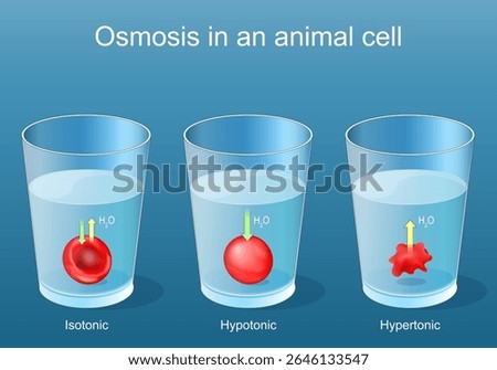 Animal cell osmosis. Experiment using red blood cells in beakers containing hypertonic, hypotonic, and isotonic solutions. Detailed Vector poster