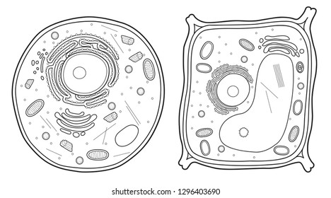 Animal Cell and Plant Cell Line