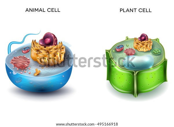动物细胞和植物细胞结构 横截面详细的丰富多彩的解剖 库存矢量图 免版税