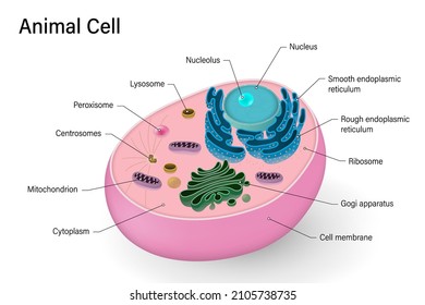 Animal cell structure. Anatomy of animal cell. Cell biology.