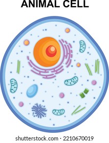 9,618 Animal Cell Structure Images, Stock Photos & Vectors | Shutterstock