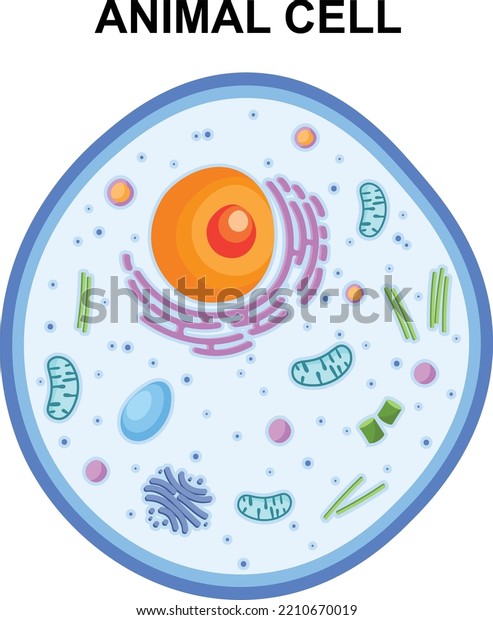 Animal Cell Structure Colorful Flat Vector Stock Vector (Royalty Free ...