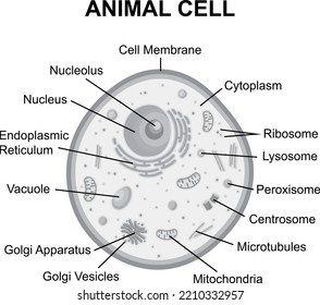 Animal Cell Structure Diagram With Cross Section Labeled Scheme Grayscale Flat Vector Illustration