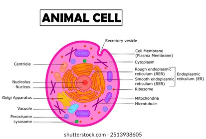 Diagrama de Estrutura de Células Animais.Anatomia ou organela.Ciência infográfico.Diagrama de biologia.Educação.Organela de célula animal.Seção transversal.Ilustração vetorial de desenhos animados.Design gráfico.